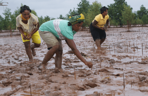 Women of Antanandahy showing how to plant mangroves (S Paulot)