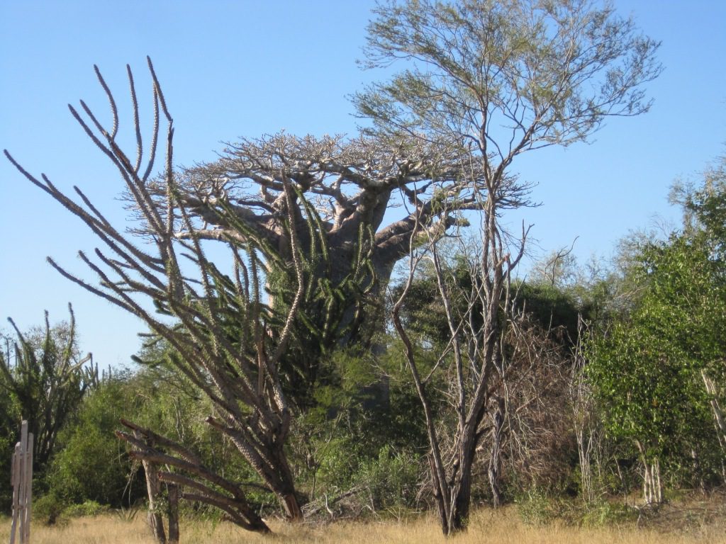 The majestic baobab, the iconic tree of Madagascar