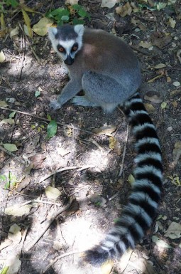A Lemur in Madagascar