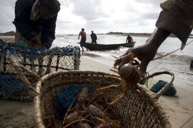 Lobster fishers with their traps and catch in Sainte Luce © Ed Kashi