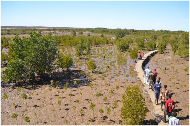 Replanted mangroves in SW Madagascar