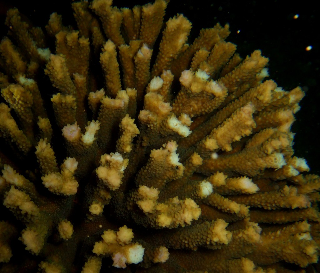 coral spawning in Madagascar