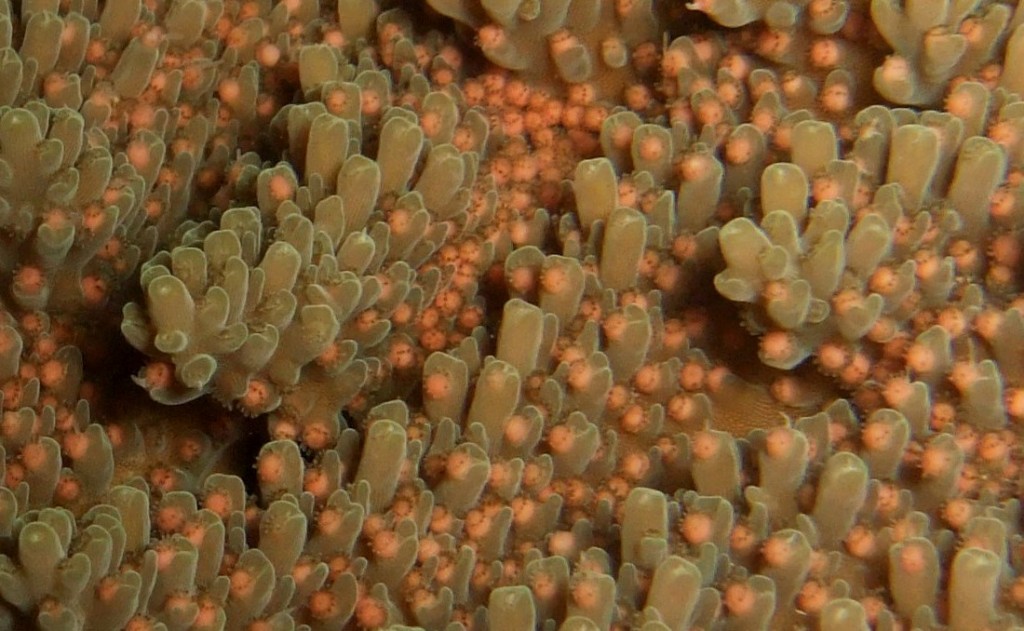 coral spawning in Madagascar