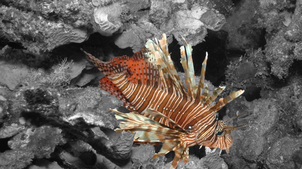 The lionfish is a invasive species in the Caribbean and is devastating the coral reef