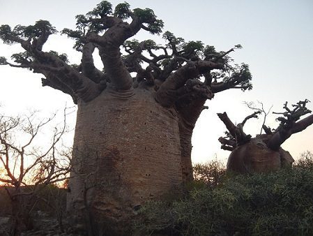 Baobabs are the iconic tree of Madagascar