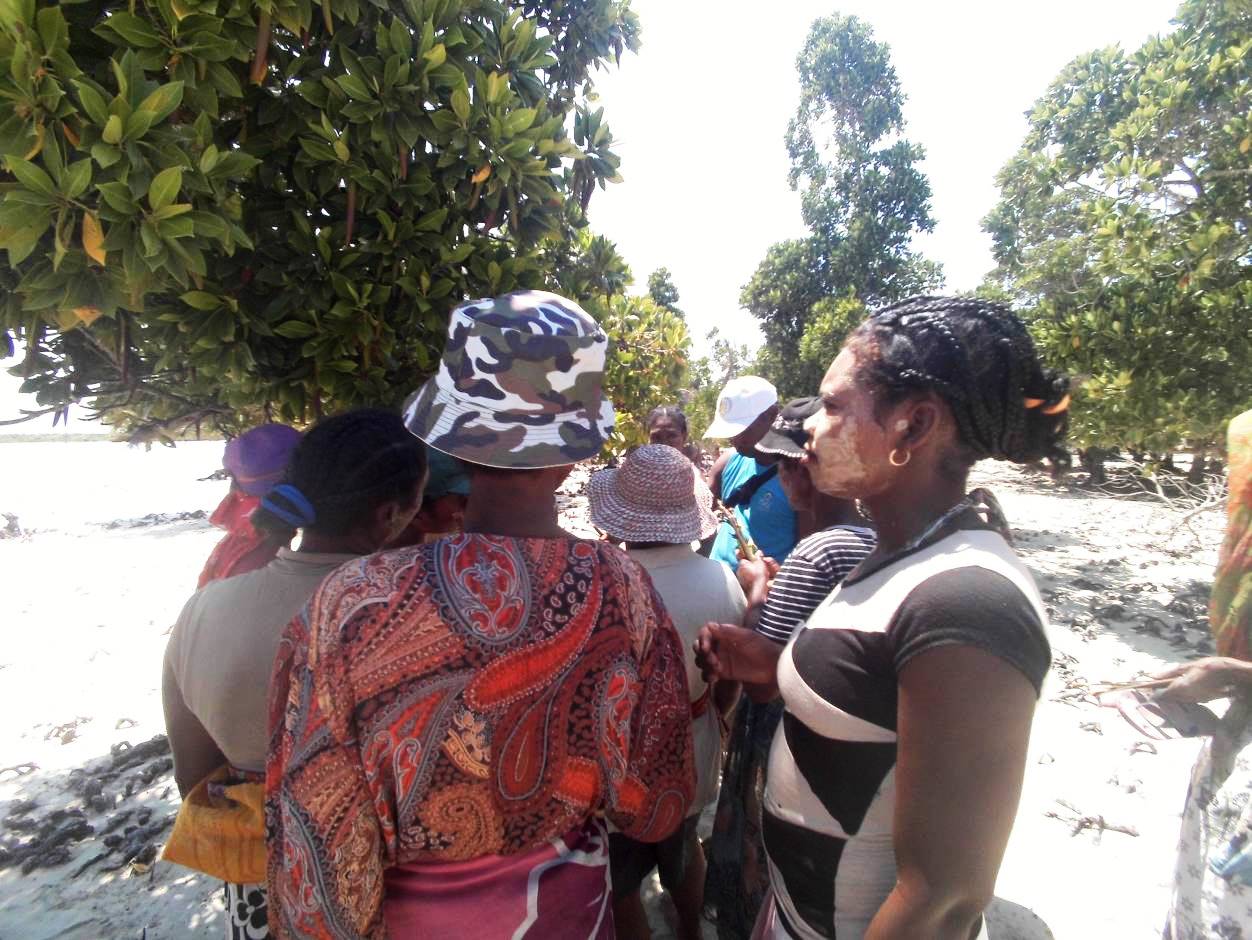 Women from Lamboara learn how to identify mature seedlings, the way to collect them from the mangrove trees, as well as how to identify suitable areas for their plantation.