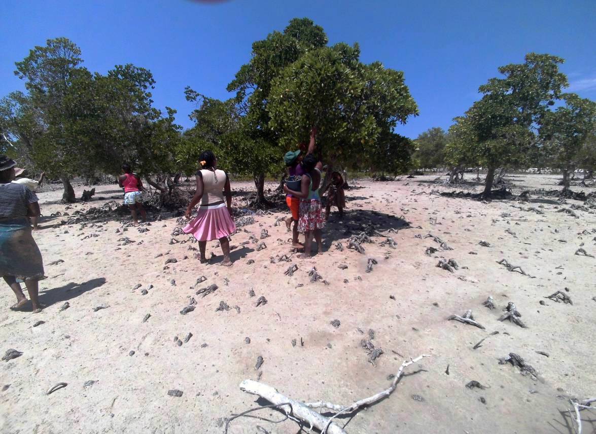  women going around collecting mangrove seedlings