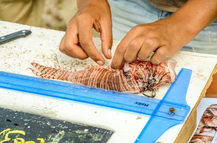 Lionfish dissection [image by JD Toppins]