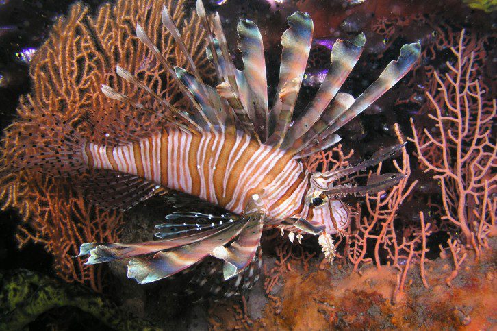Lionfish are found in low densities in their native range, like this fish photographed in Madagscar
