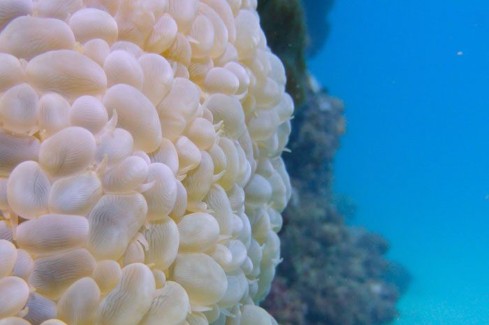 Bubble coral in Velondriake LMMA | Photo - Lisa Benson