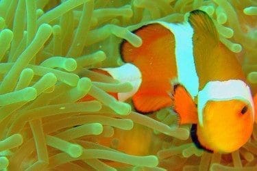 False Clownfish002-1