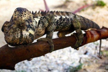 Chameleon_pic_small