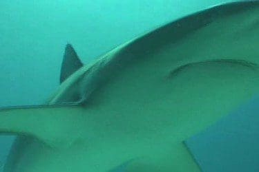 Shark Monitoring