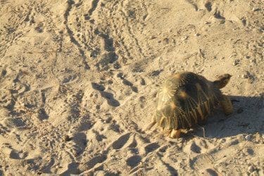 tortoise