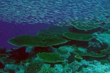 School, Nelson Island, Chagos Archipelago, 18.02.2006