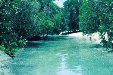 Mangrove (1)