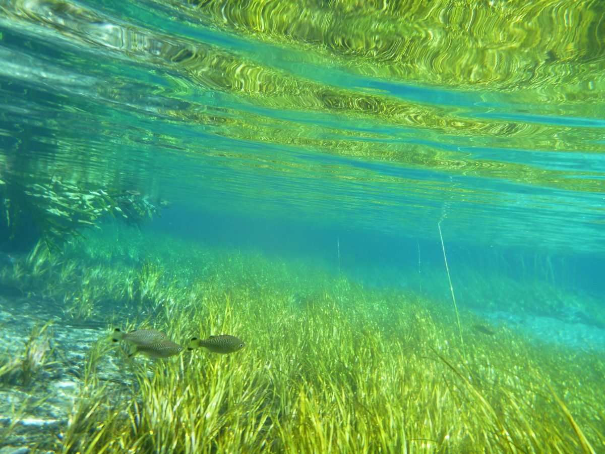 My underwater camera has been a great investment. I took this at an incredibly clear river creek during a weekend trip, it turned out to be a winning photograph in a recent university photography competition!