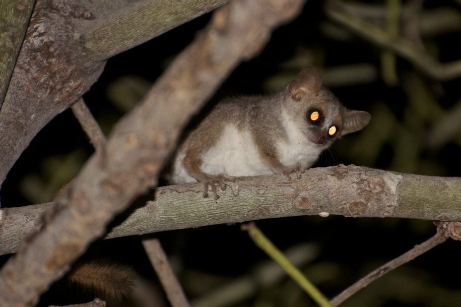 Sighting the increasingly rare mouse lemur (Microcebus murinus) during a night walk on a well-earned weekend trip away