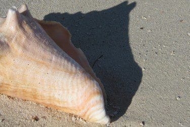 conch