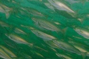 Saithe Shoal copyright Paul Naylor