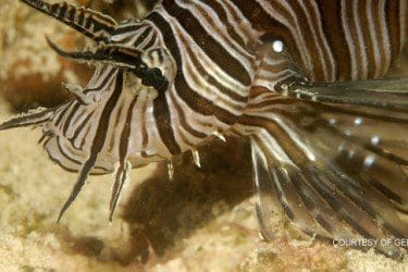lionfish_5 (640x426- small)