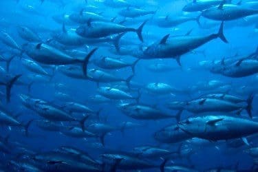 Bluefin-tuna