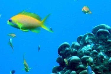 reef