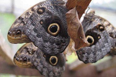 Beautiful butterflies in the butterfly reserve