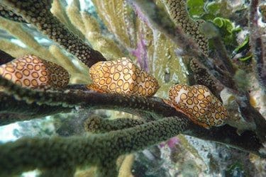 More underwater life