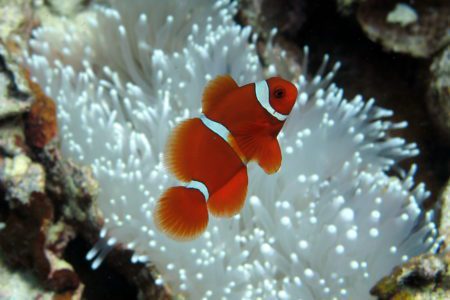 Spinecheek anemonefish hovers above a bleached anenome in Timor-Leste