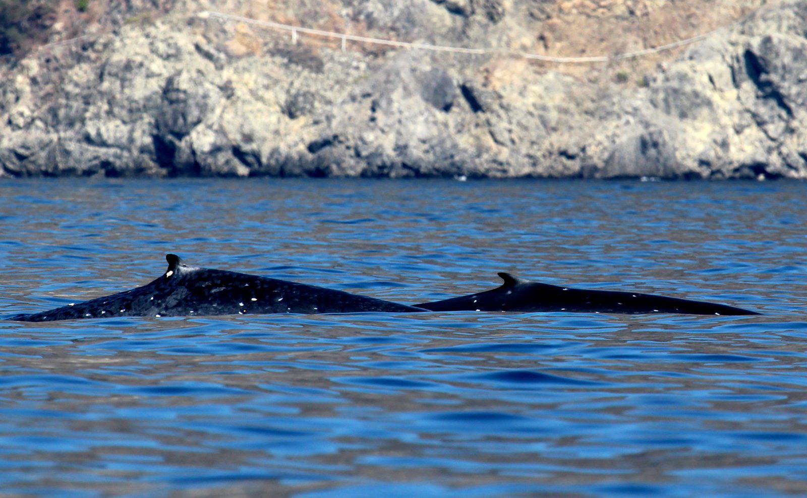 Blue whale with calf | Photo: Jen Craighill