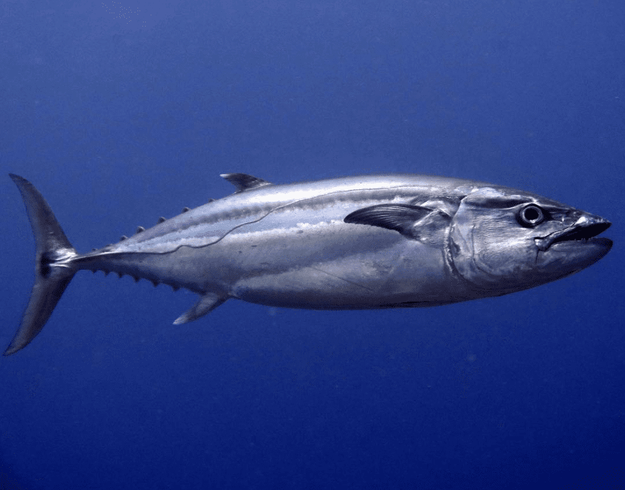 Dogtooth tuna | Photo: Jen Craighill