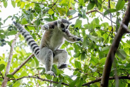 Ring-tailed lemur | Photo Ben Honey
