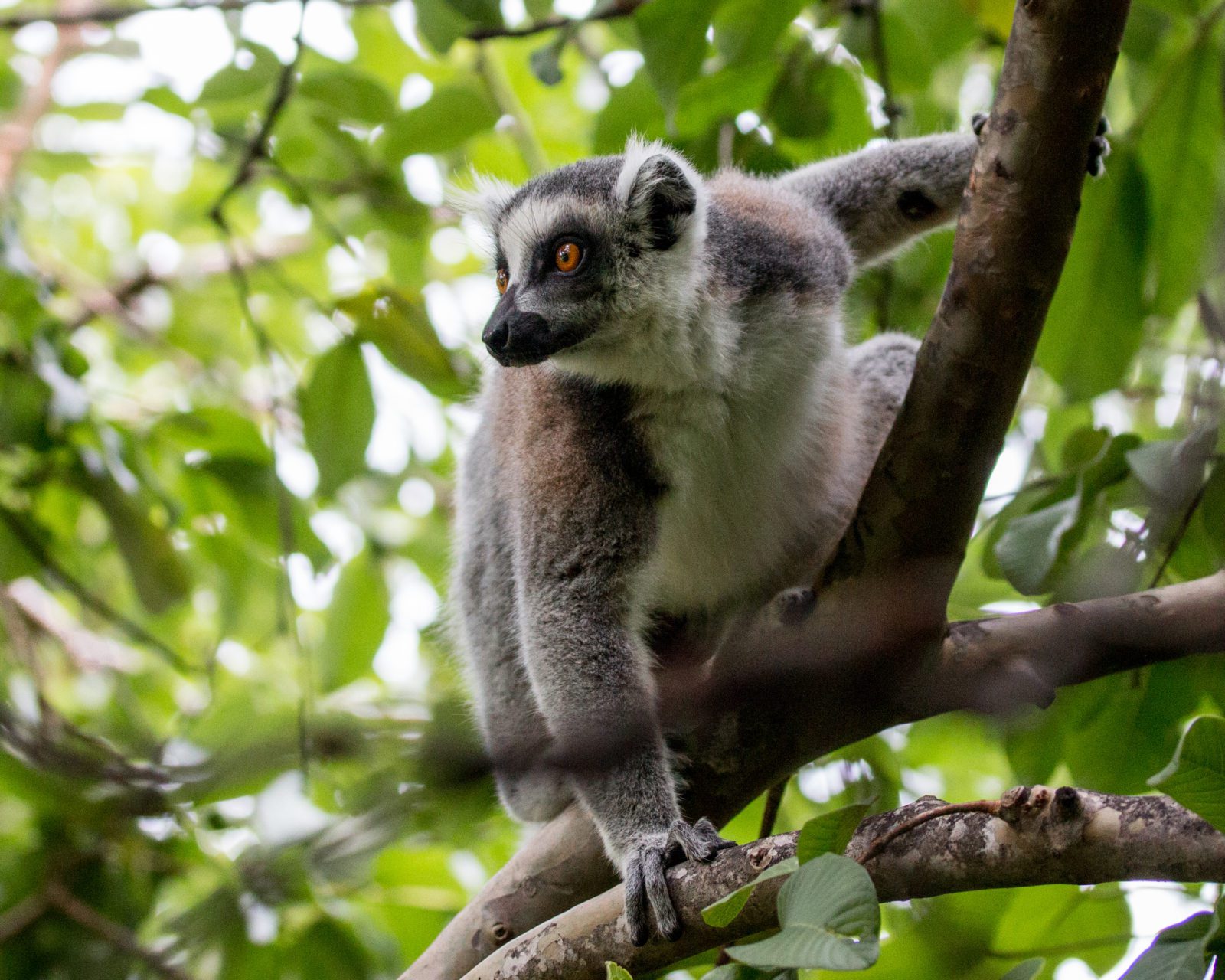 Ring-tailed lemur | Ben Honey