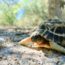 Spider tortoise (Pyxis arachnoides) | Photo: Joe Sharman