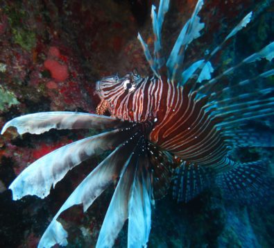 Voracious, venomous and a prolific breeder to boot, lionfish are outcompeting native fish species and posing a huge threat to Caribbean reefs and fisheries.