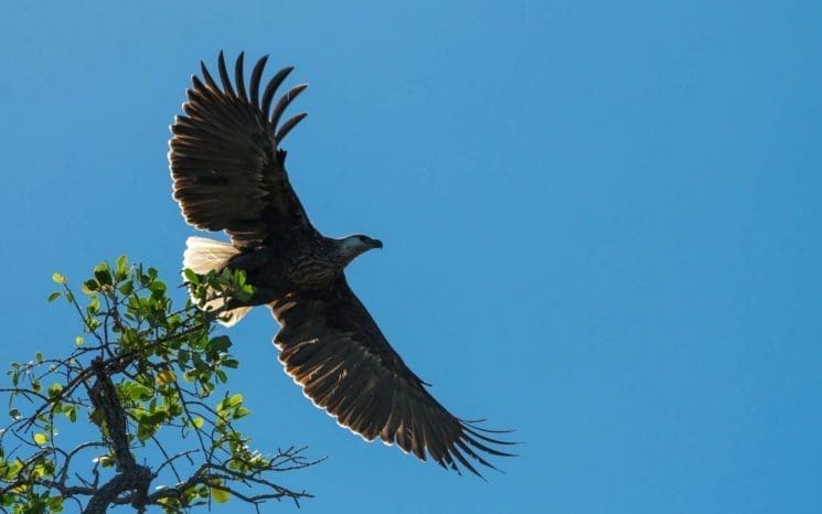 Voices of the mangroves - Blue Ventures - Beyond Conservation blog