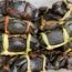 mud crab; sorting; grading; Indonesia