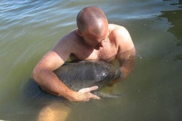 Manatee-Rehab-JJ