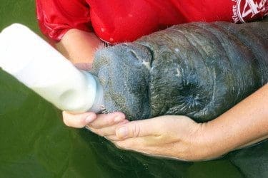 Manatee rehab at Wildtracks